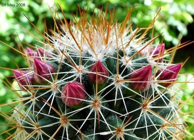 Mammillaria_ magnifica_ 06